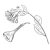 Botany plants antique engraving illustration: Mertensia virginica, Virginia bluebells, Virginia cowslip, lungwort oysterleaf